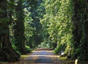 Keajaiban Kebun Raya Bogor, Surga Tersembunyi di Jantung Kota