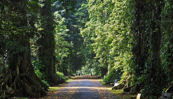 Keajaiban Kebun Raya Bogor, Surga Tersembunyi di Jantung Kota