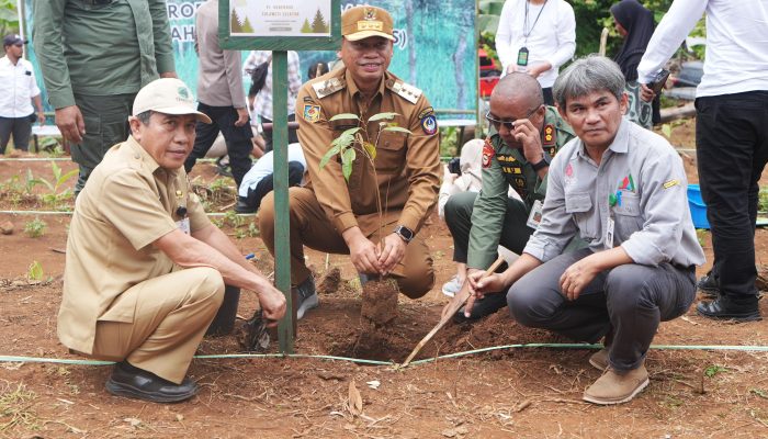 Sulsel Mulai Kembangkan Padi Gogo