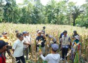 Bupati Luwu Harap Pertanian Jadi Penopang Ekonomi Rakyat