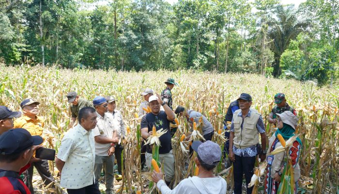 Bupati Luwu Harap Pertanian Jadi Penopang Ekonomi Rakyat