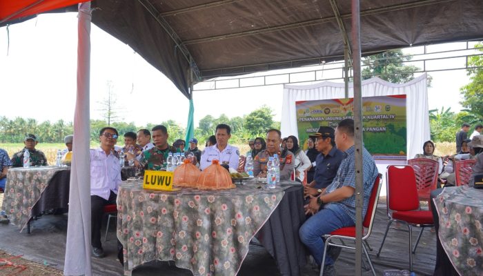 Luwu Ambil Bagian dalam Gerakan Nasional Tanam Jagung Serentak