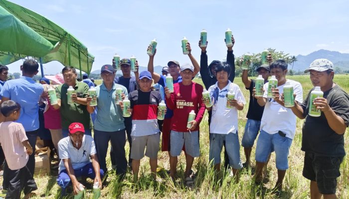 Petani Desa Sampa Mantapkan Musim Tanam Serempak, Jaga Tradisi dan Produktivitas