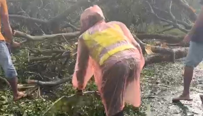 Pohon Tumbang Picu Macet, Polwan Luwu Gercep Normalisasi Arus di Trans Sulawesi