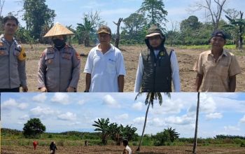 Polsek Lamasi Turun Kebun, Pastikan Program Jagung Binaan Polri Berjalan Lancar