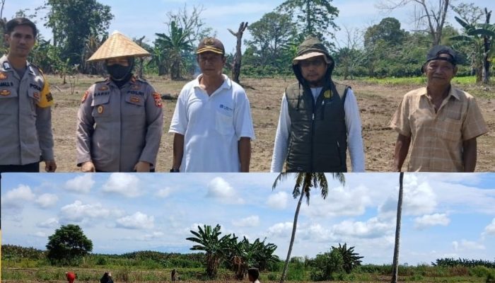 Polsek Lamasi Turun Kebun, Pastikan Program Jagung Binaan Polri Berjalan Lancar