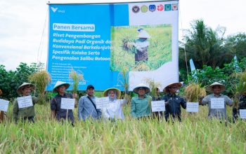 Terapkan Sistem Salibu, Lahan Binaan PT Vale Mampu Panen Delapan Kali Tanpa Tanam Ulang