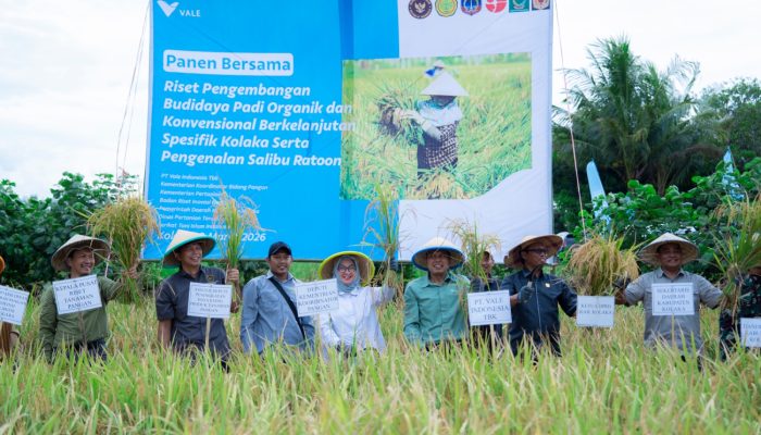 Terapkan Sistem Salibu, Lahan Binaan PT Vale Mampu Panen Delapan Kali Tanpa Tanam Ulang