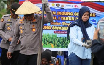 Dukung Ketahanan Pangan, Kapolres Luwu Pimpin Penanaman Jagung Serentak di Kamanre