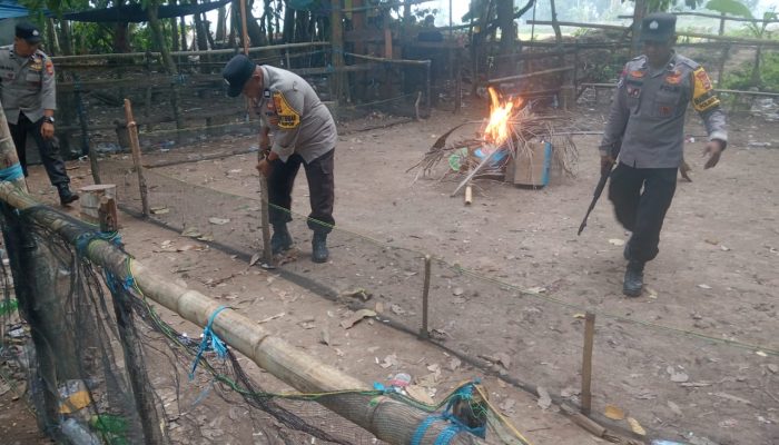 Bergerak Cepat, Polres Luwu Bongkar Dua Arena Sabung Ayam di Lamasi dan Bupon