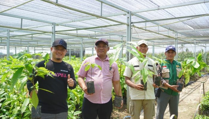 Tinjau Pembibitan di Desa Malela, Bupati Luwu Dorong Peningkatan Produktivitas Kakao dan Pala
