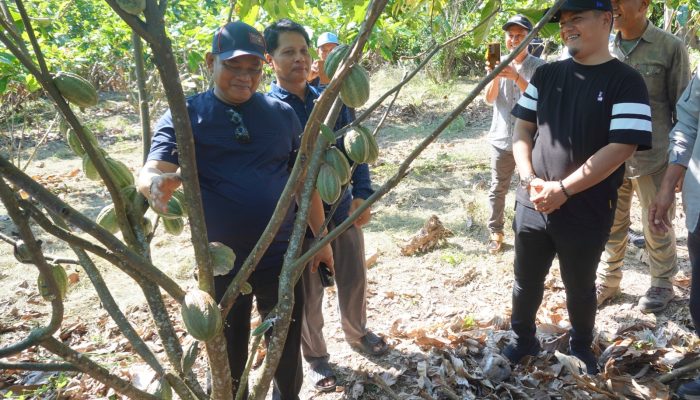 Tingkatkan Kesejahteraan Petani, Bupati Luwu Proyeksikan Kenaikan Pendapatan Signifikan pada 2028