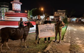 Berdayakan Peternak Lokal, PT BMS Beli 14 Sapi Kurban untuk Masyarakat Luwu