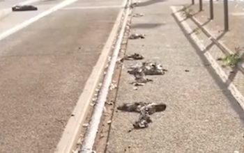 Suhu Ekstrem Hancurkan Fasilitas Publik di Jerman, Aspal Jalan Tol Terkelupas Suhu Ekstrem Hancurkan Fasilitas Publik di Jerman, Aspal Jalan Tol Terkelupas