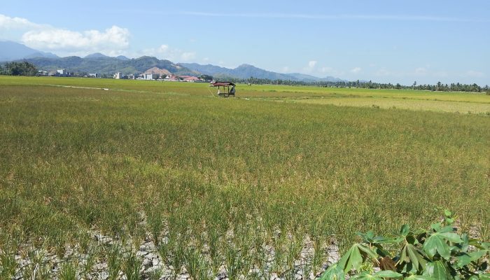Rp17,5 Miliar Dana Ganti Rugi Lahan Bandara Bua Cair, Bupati Luwu Apresiasi Pemprov Sulsel