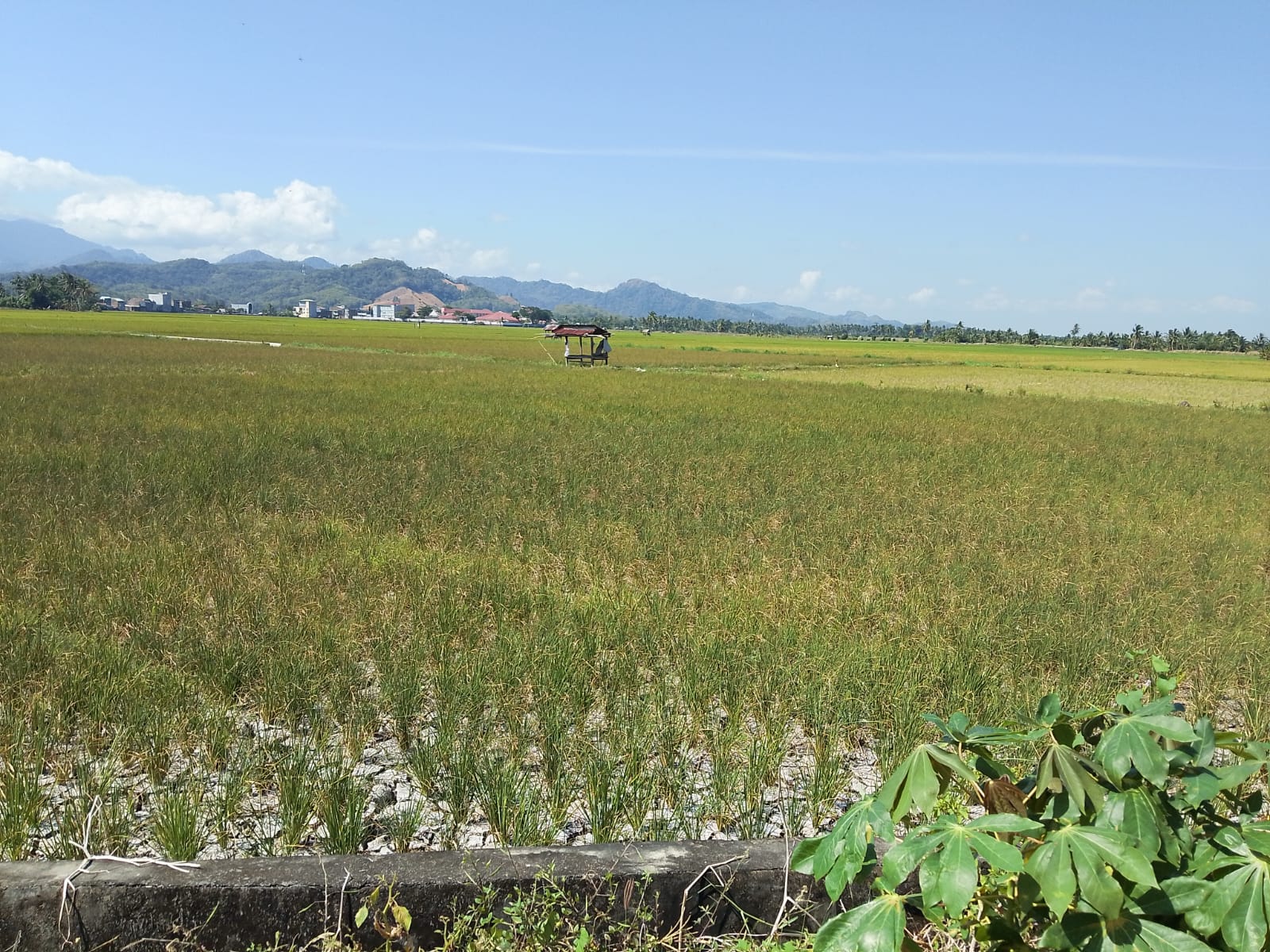 Rp17,5 Miliar Dana Ganti Rugi Lahan Bandara Bua Cair, Bupati Luwu Apresiasi Pemprov Sulsel
