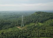 Qodari: Kebun Sawit Ilegal di Indonesia Capai 6 Juta Hektare!