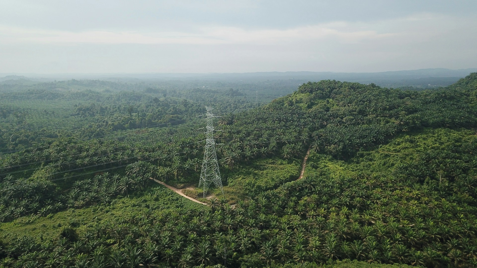 Qodari: Kebun Sawit Ilegal di Indonesia Capai 6 Juta Hektare!