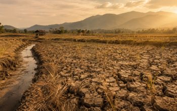 Agustus Jadi Periode Kritis El Niño bagi Pertanian dan Air di Luwu Raya