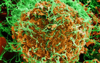 Sebanyak 2.378 Orang Tewas, Wabah Ebola RD Kongo Jadi yang Terburuk Sebanyak 2.378 Orang Tewas, Wabah Ebola RD Kongo Jadi yang Terburuk