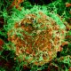 Sebanyak 2.378 Orang Tewas, Wabah Ebola RD Kongo Jadi yang Terburuk