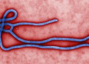 5.794 Kasus Ebola Tercatat di Kongo, WHO Pertahankan Status Darurat Internasional