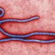 5.794 Kasus Ebola Tercatat di Kongo, WHO Pertahankan Status Darurat Internasional