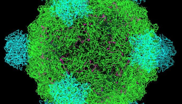 AI Berhasil Rancang Genom Virus Bakteriofag untuk Lawan Bakteri Resisten Antibiotik