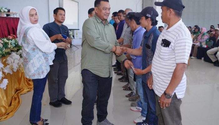 Pemkab Luwu Siapkan 8 Juta Bibit Kakao untuk 8.000 Hektare Perkebunan