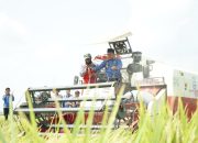 Panen Padi Rante Damai Tembus 8,9 Ton per Hektare