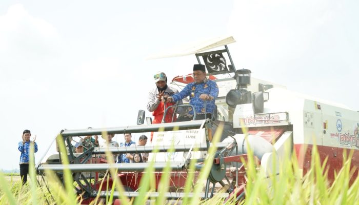 Panen Padi Rante Damai Tembus 8,9 Ton per Hektare