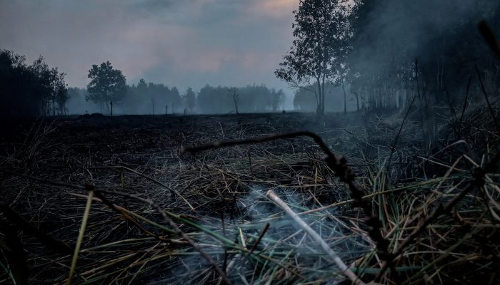 Sebelum Pohon Terakhir Menjadi Abu